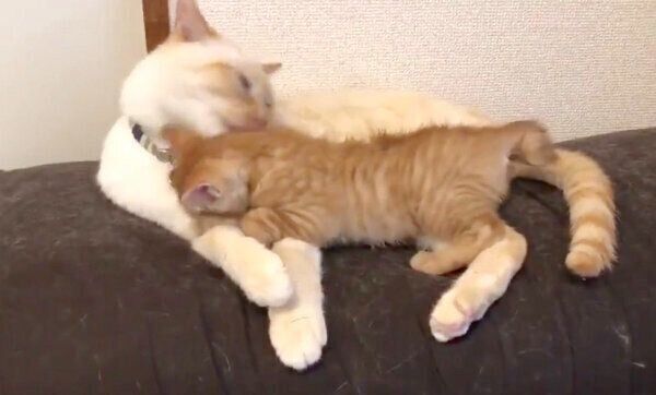 イチちゃんに甘えるあめちゃん