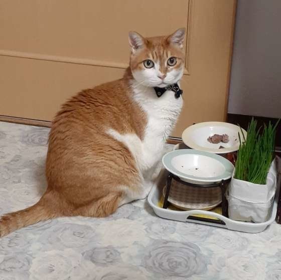 ごはんを待つ猫