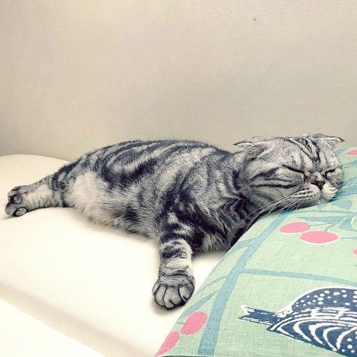@tacos_cat