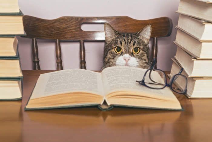 本の前の猫