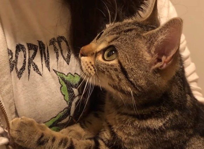 甘える猫
