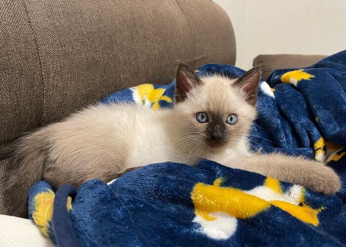 子猫時代のすずりちゃん