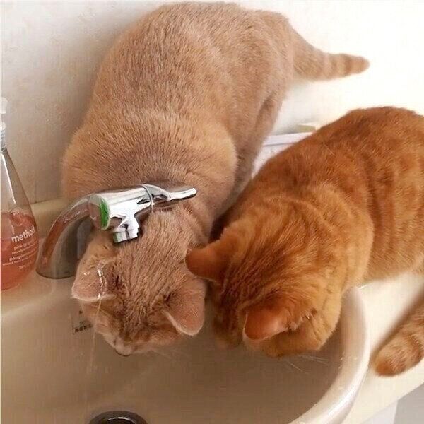 水道水が飲みたくても飲めないココちゃんとネネちゃん