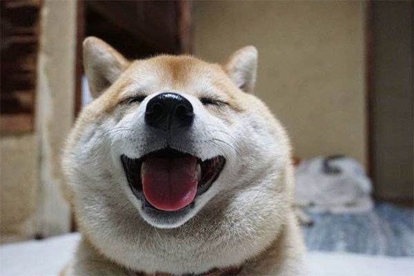 微笑む柴犬