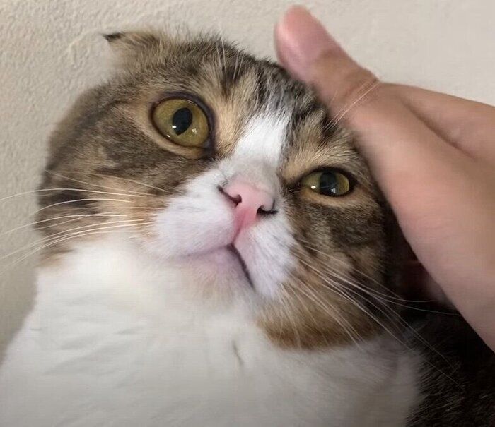 撫でられる猫