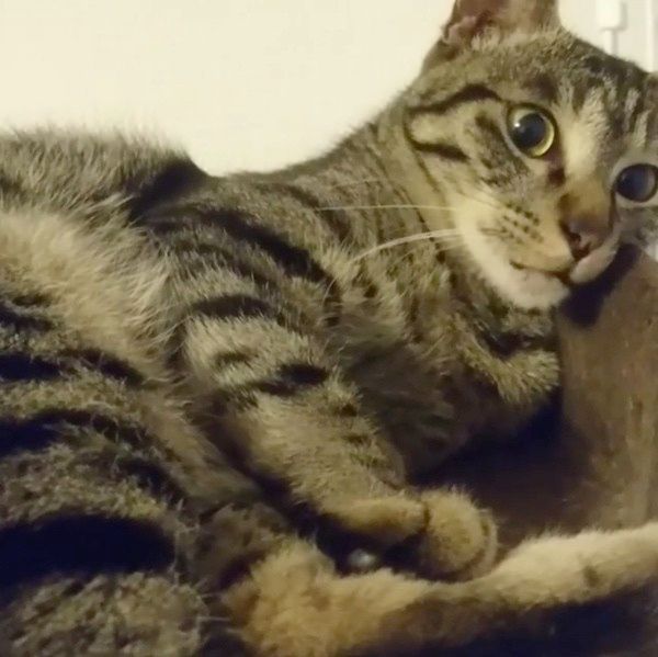 見つめる猫