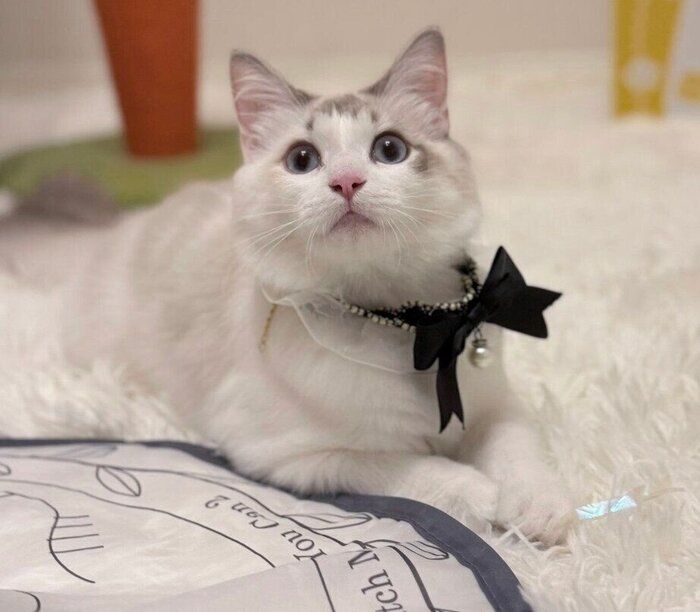 生後6カ月を迎えたカヌレちゃん