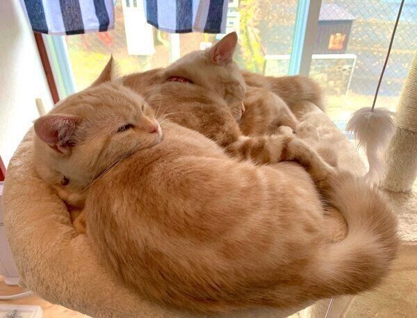 くっついて眠るらぺちゃん、もこちゃん