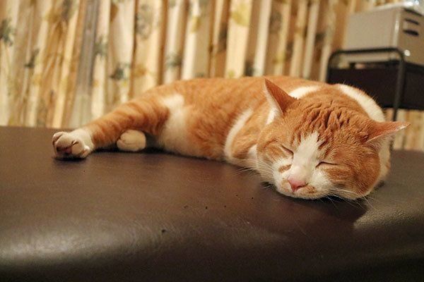 眠る虎徹くん