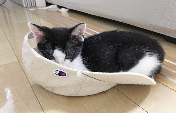 眠る子猫