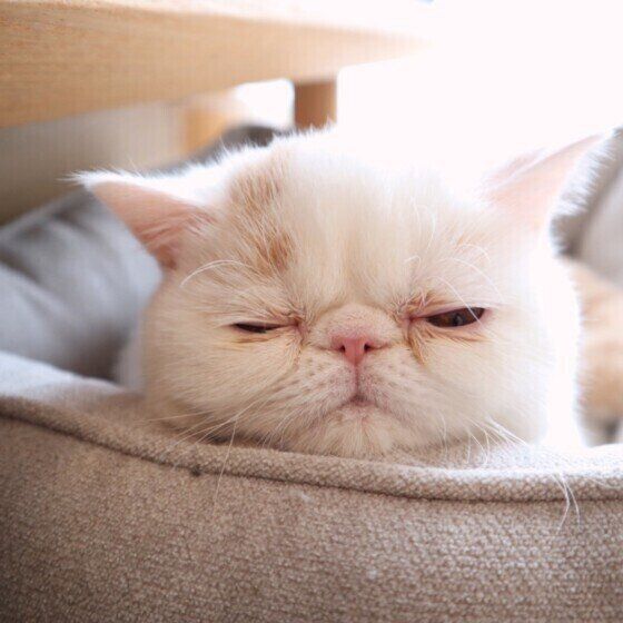 まったりするエキゾチックショートヘア