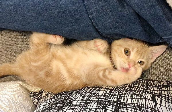 見つめる猫