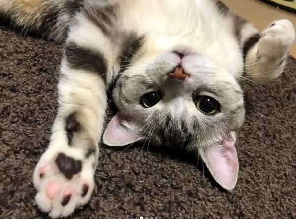 あざといポーズをするうたちゃん