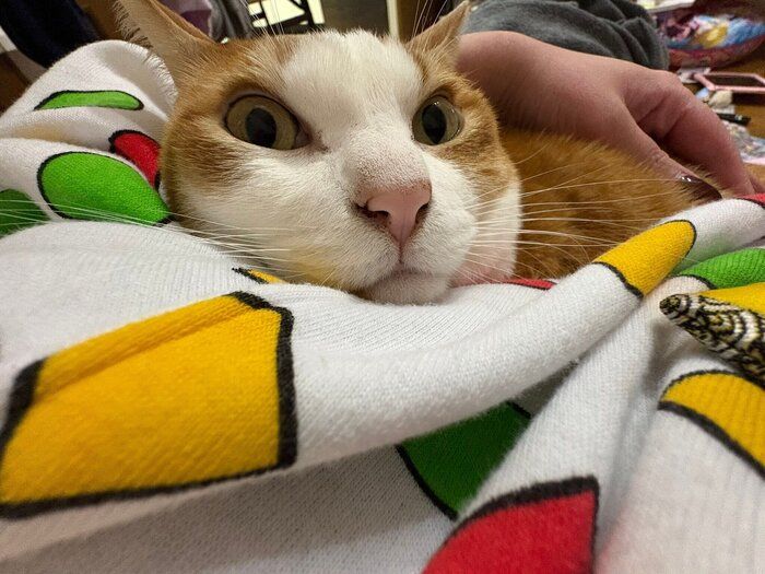 飼い主さんにべったりなふうたくん