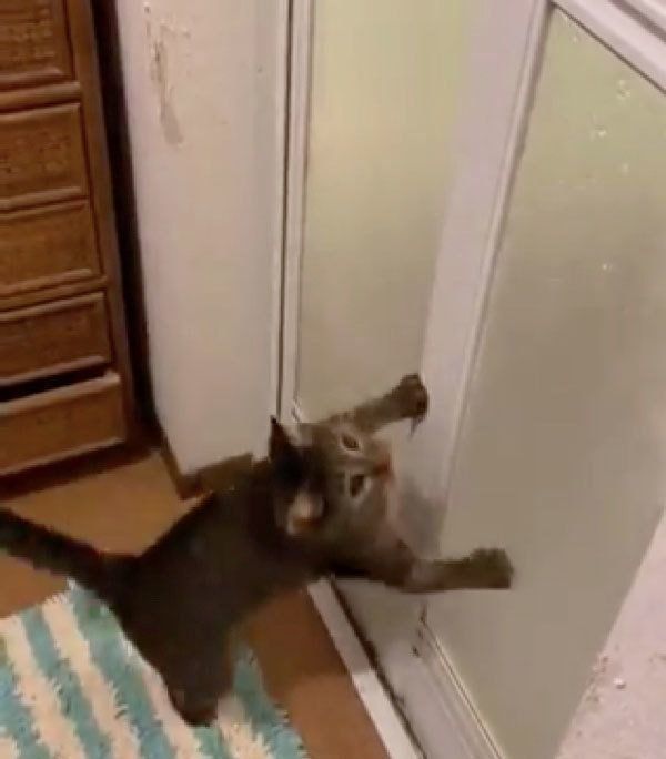 シャワーの水で遊ぶフウちゃん