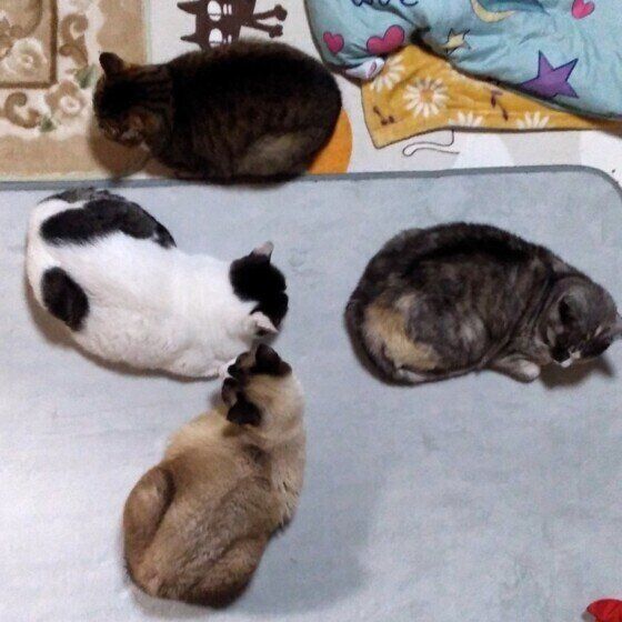 猫のもなかちゃんと同居猫ちゃんたち