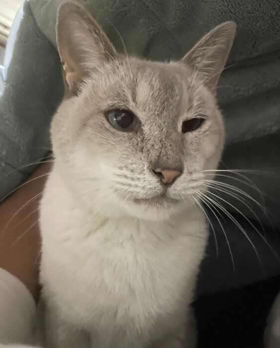 飼い主さんの布団に入るたぬくん