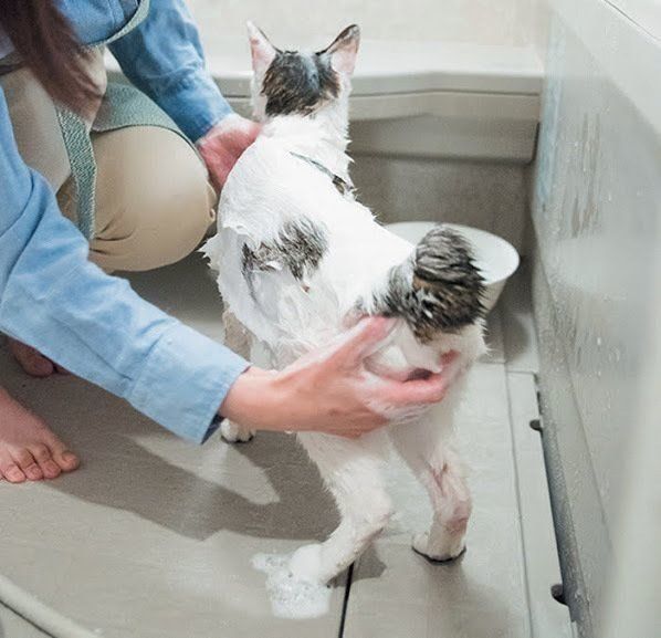 シャンプーされている猫
