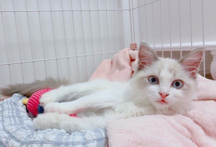 お迎え当時の白澤さん