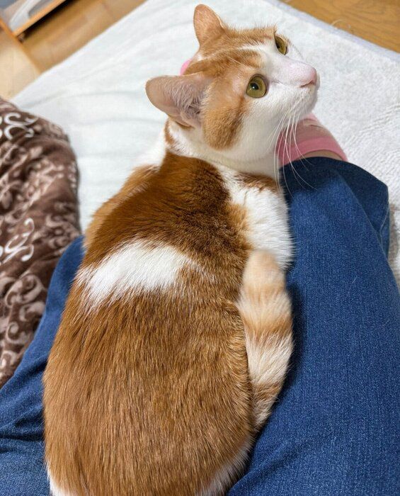 飼い主さんの足の間に挟まるビスコくん