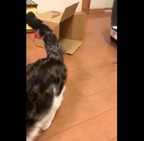ダンボールを蹴飛ばしたライちゃん
