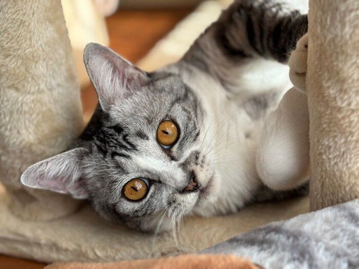 寝転がる春くん。