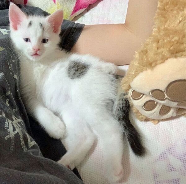 ちょっぴり態度がでかい子猫時代のまろちゃん