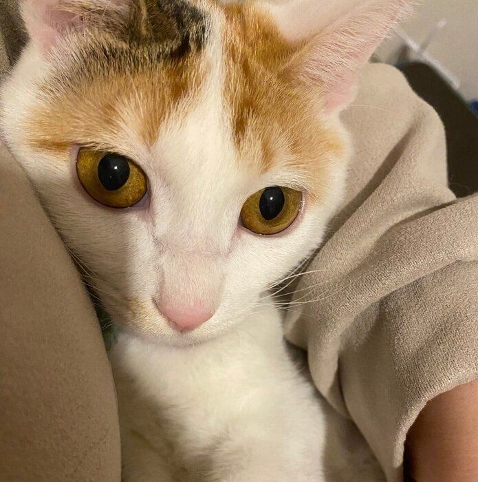 飼い主さんに抱っこをされるみっけちゃん