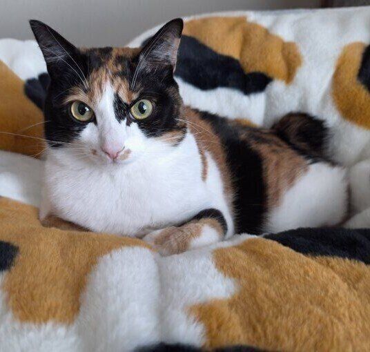 三毛猫柄の毛布に包まれる、てぃらのちゃん。