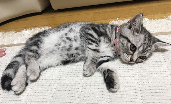 眠る猫
