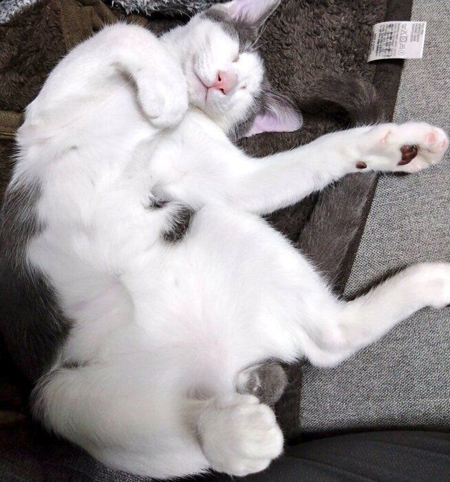 “ヘソ天”している子猫