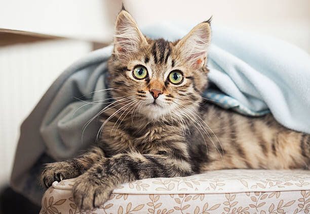 子猫