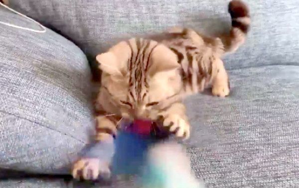 猫じゃらしで遊ぶアビーちゃん