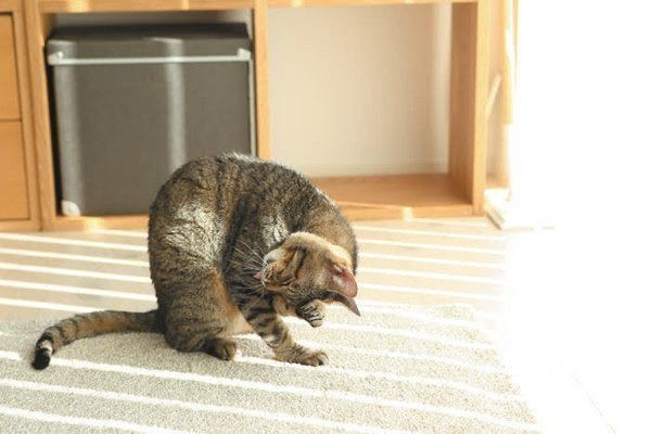 猫のひなたぼっこ