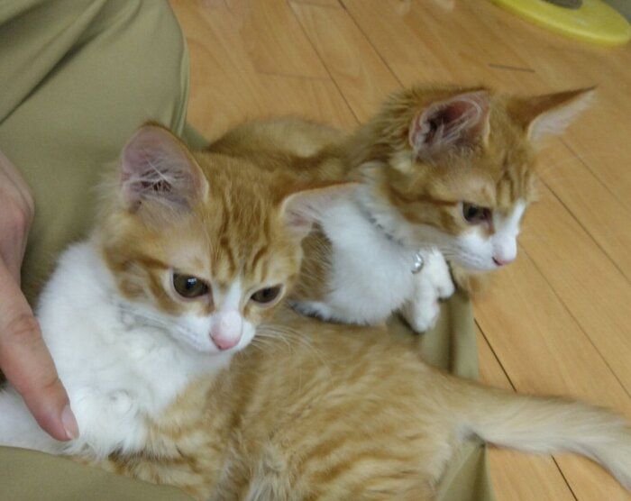 保護猫カフェにいたころのひなたくん、こうたくん