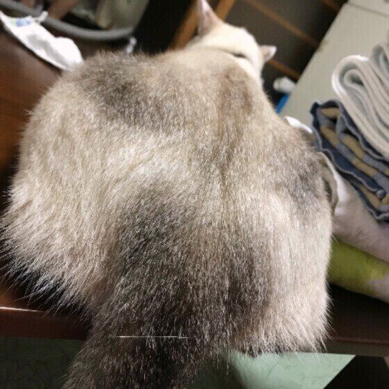 おしりを見せるMix猫