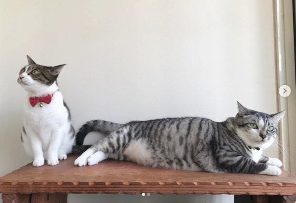 猫のうさこちゃんと春太郎くん