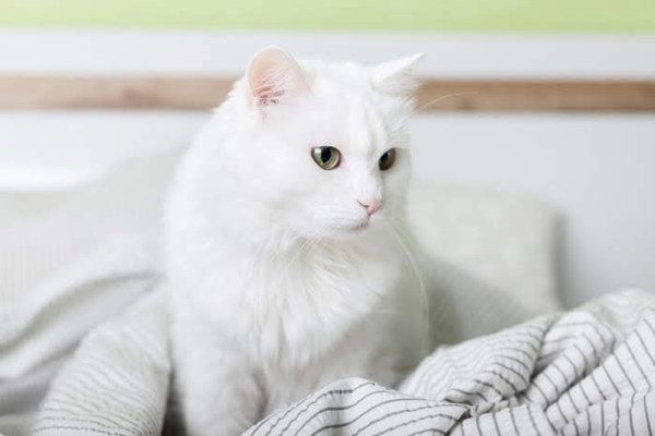 見つめる猫