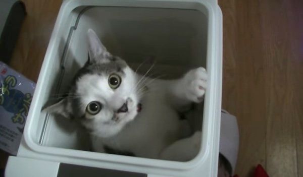 箱が好きな猫