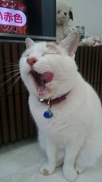 みいたくん