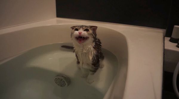 お風呂に入る猫