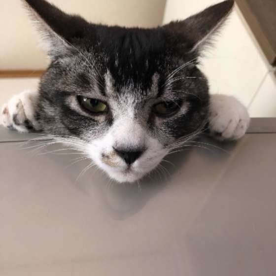 見下ろす猫