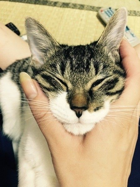 ほっぺを同時に撫でてもらっているMIXグレーの猫