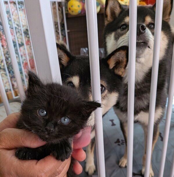 愛犬たちとの3ショット