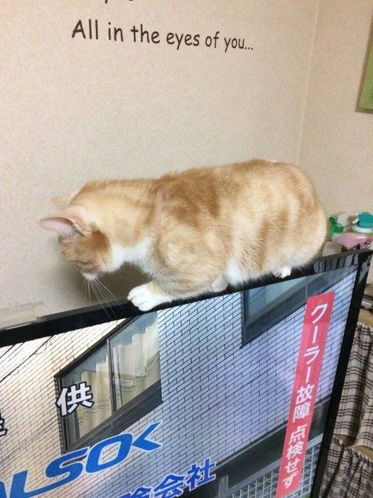 こはくくん マンチカン