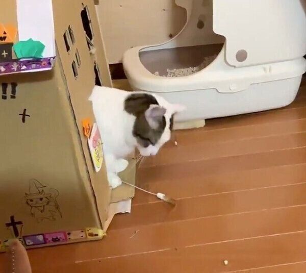 飼い主さんと遊びたくてアピールする豆大福ちゃん