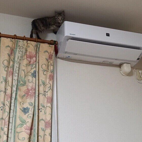 カーテンレールからエアコンに移動する猫(メス)