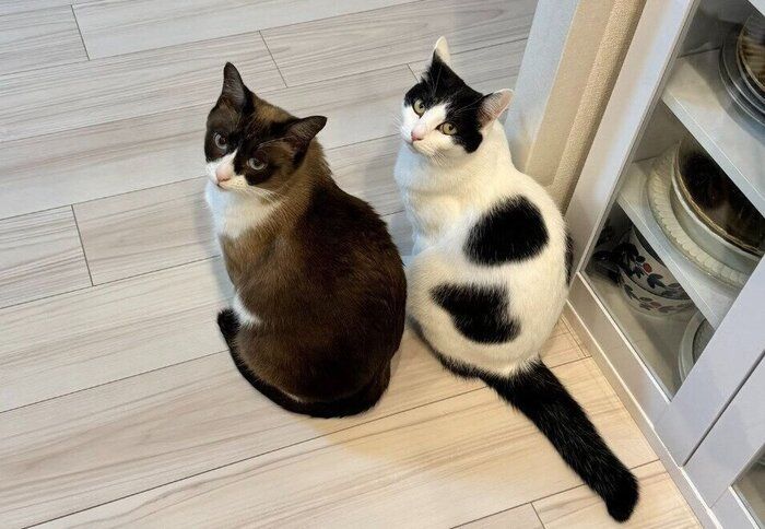 飼い主を見上げる2匹の猫