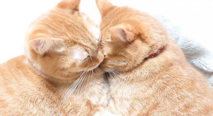 なかよく眠る茶トラのゆずりくんとめぐりくん