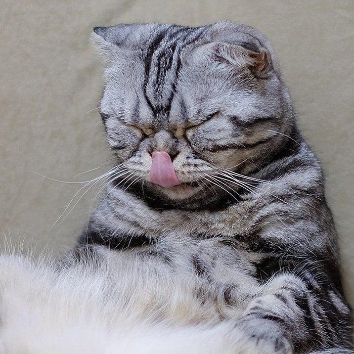 @tacos_cat